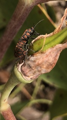 Spilostethus rivularis