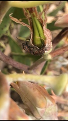 Spilostethus rivularis