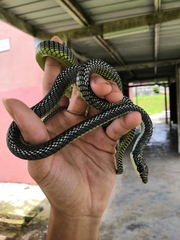 Chrysopelea paradisi