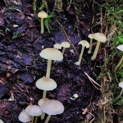 Chrysomphalina grossula