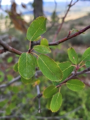 Amelanchier ovalis