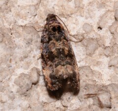 Endothenia