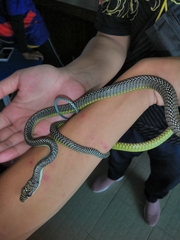 Chrysopelea paradisi