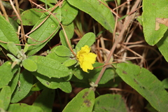 Hibbertia nemorosa