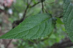 Lippia myriocephala