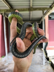 Chrysopelea paradisi