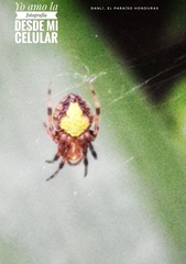 Eriophora