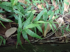 Oplismenus compositus