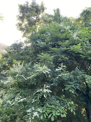 Apoplanesia paniculata