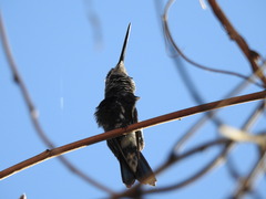 Heliomaster furcifer