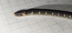 Atractus