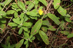 Hibbertia nemorosa