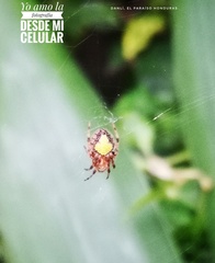 Eriophora