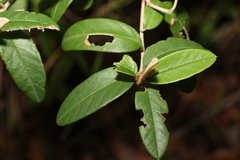 Pomaderris canescens