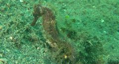 Hippocampus kuda