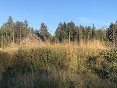 Phalaris arundinacea