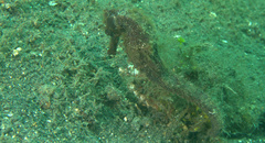 Hippocampus kuda
