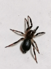 Araneomorphae