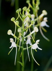 Platanthera integrilabia