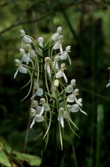 Platanthera integrilabia