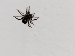 Araneomorphae