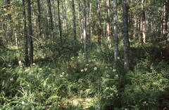 Platanthera integrilabia