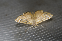 Cataclysta angulata