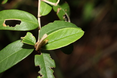 Pomaderris canescens