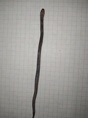 Atractus