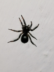 Araneomorphae
