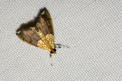 Agrotera