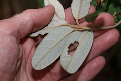 Pomaderris canescens