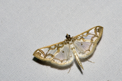 Polythlipta cerealis