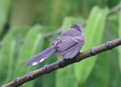 Rhipidura javanica