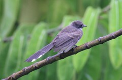 Rhipidura javanica