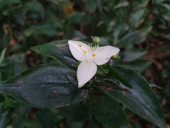 Tradescantia fluminensis