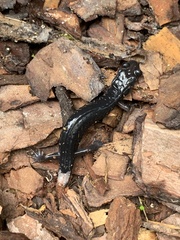 Caudata