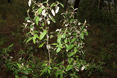 Pomaderris canescens