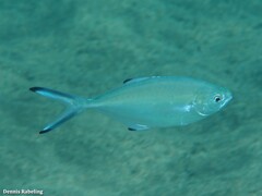 Trachinotus ovatus