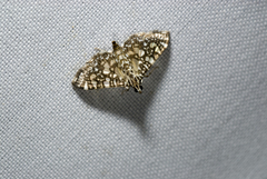 Glyphodes onychinalis
