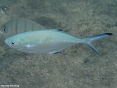 Trachinotus ovatus