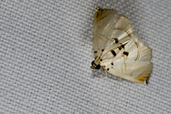 Trichophysetis hampsoni