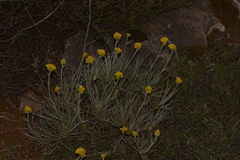 Conostylis candicans
