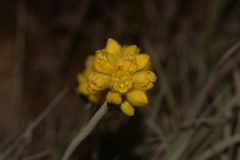 Conostylis candicans