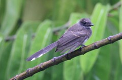 Rhipidura javanica