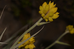 Conostylis candicans
