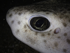 Scyliorhinus canicula