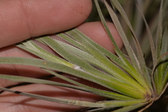 Conostylis candicans