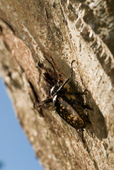 Cheirotonus formosanus