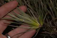 Conostylis candicans